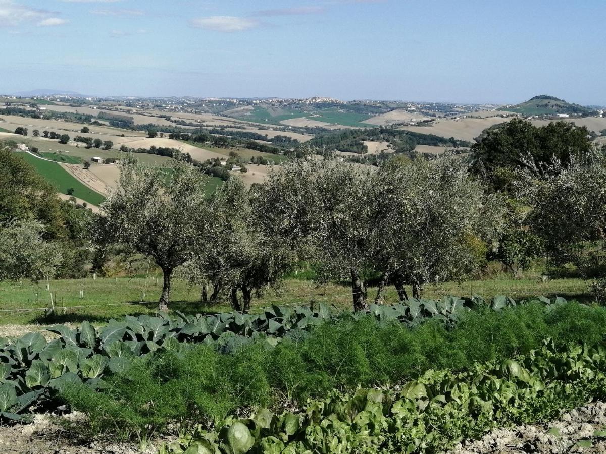 Casale San Martino Agriturismo Bio Sant'Angelo in Pontano Dış mekan fotoğraf
