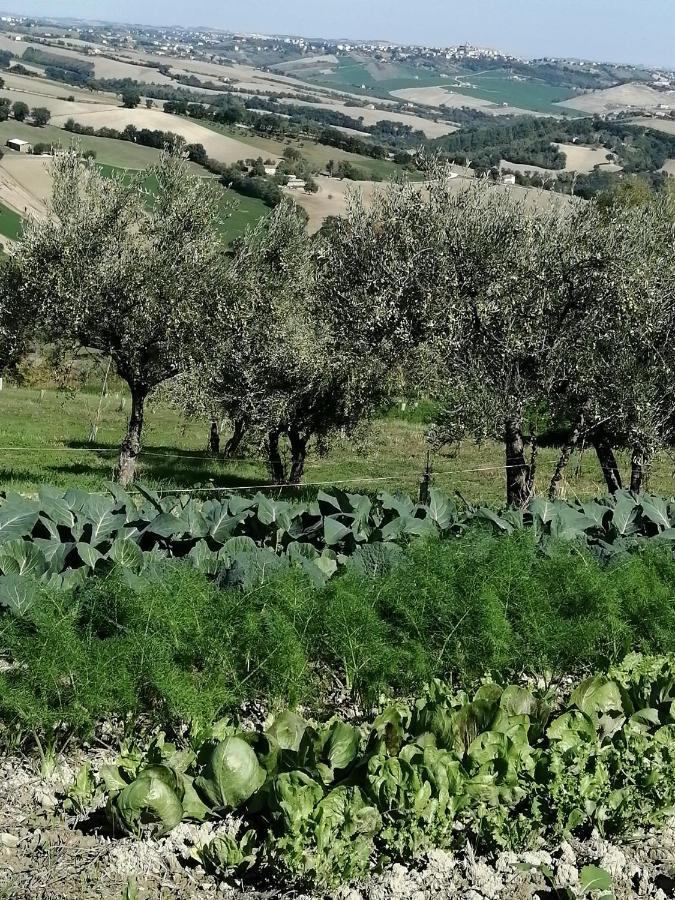 Casale San Martino Agriturismo Bio Sant'Angelo in Pontano Dış mekan fotoğraf
