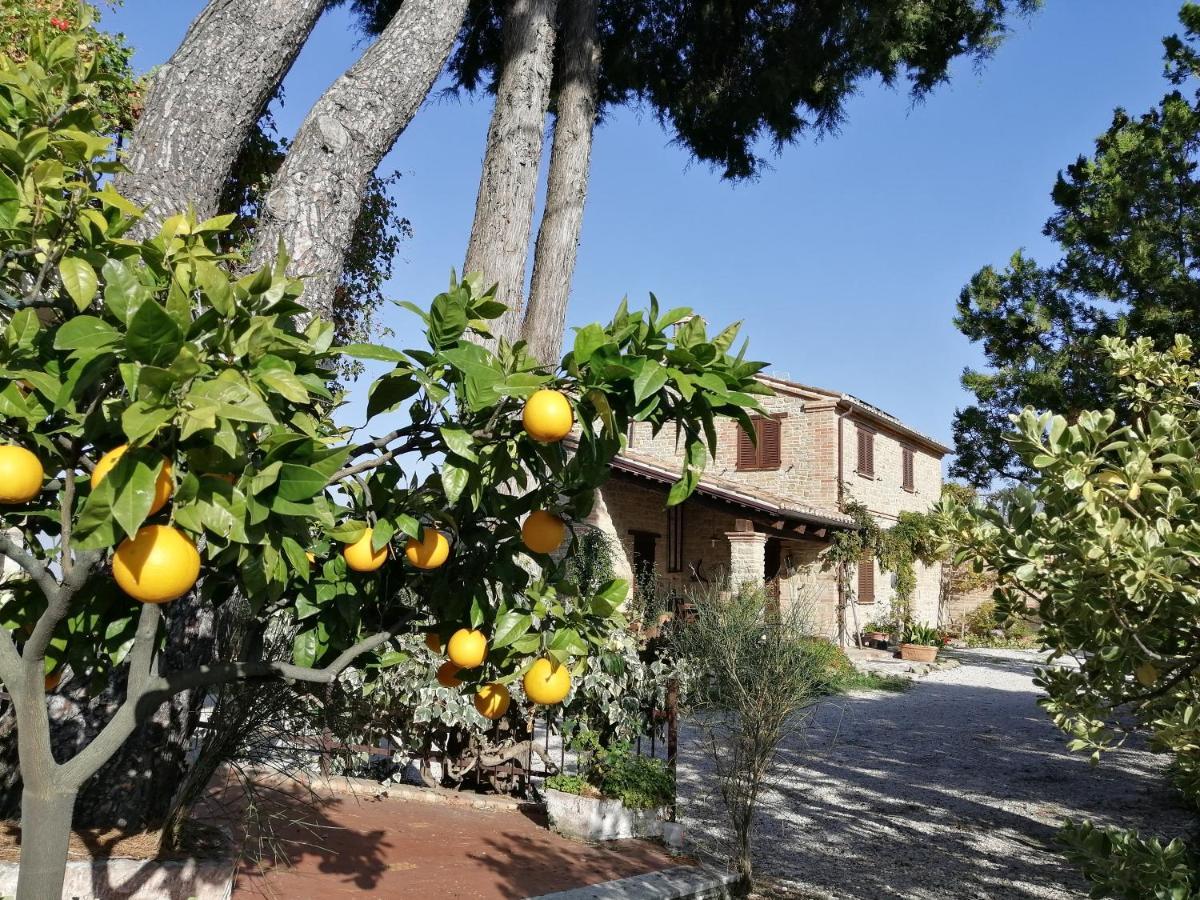 Casale San Martino Agriturismo Bio Sant'Angelo in Pontano Dış mekan fotoğraf