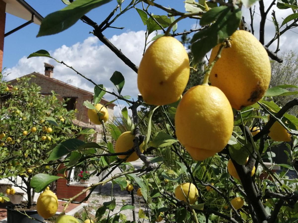 Casale San Martino Agriturismo Bio Sant'Angelo in Pontano Dış mekan fotoğraf