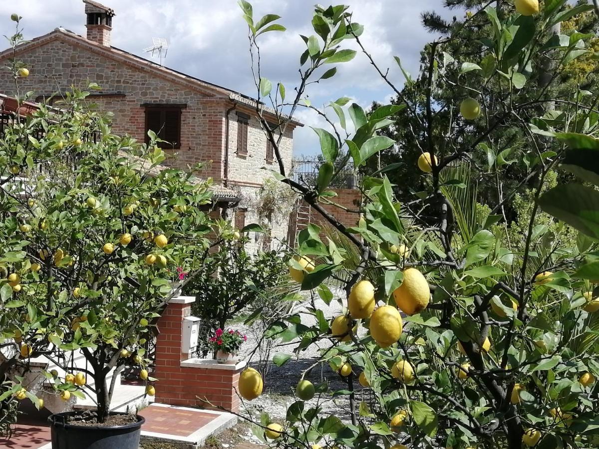 Casale San Martino Agriturismo Bio Sant'Angelo in Pontano Dış mekan fotoğraf